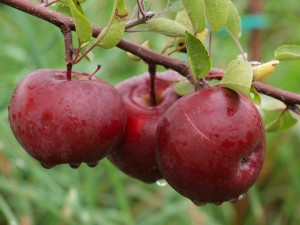 Burtt's Apple Orchard